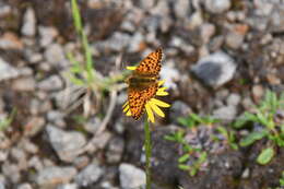 Imagem de Tephroseris integrifolia subsp. tundricola (Tolm.) B. Nord.