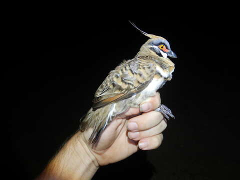 Image of Geophaps plumifera leucogaster (Gould 1867)