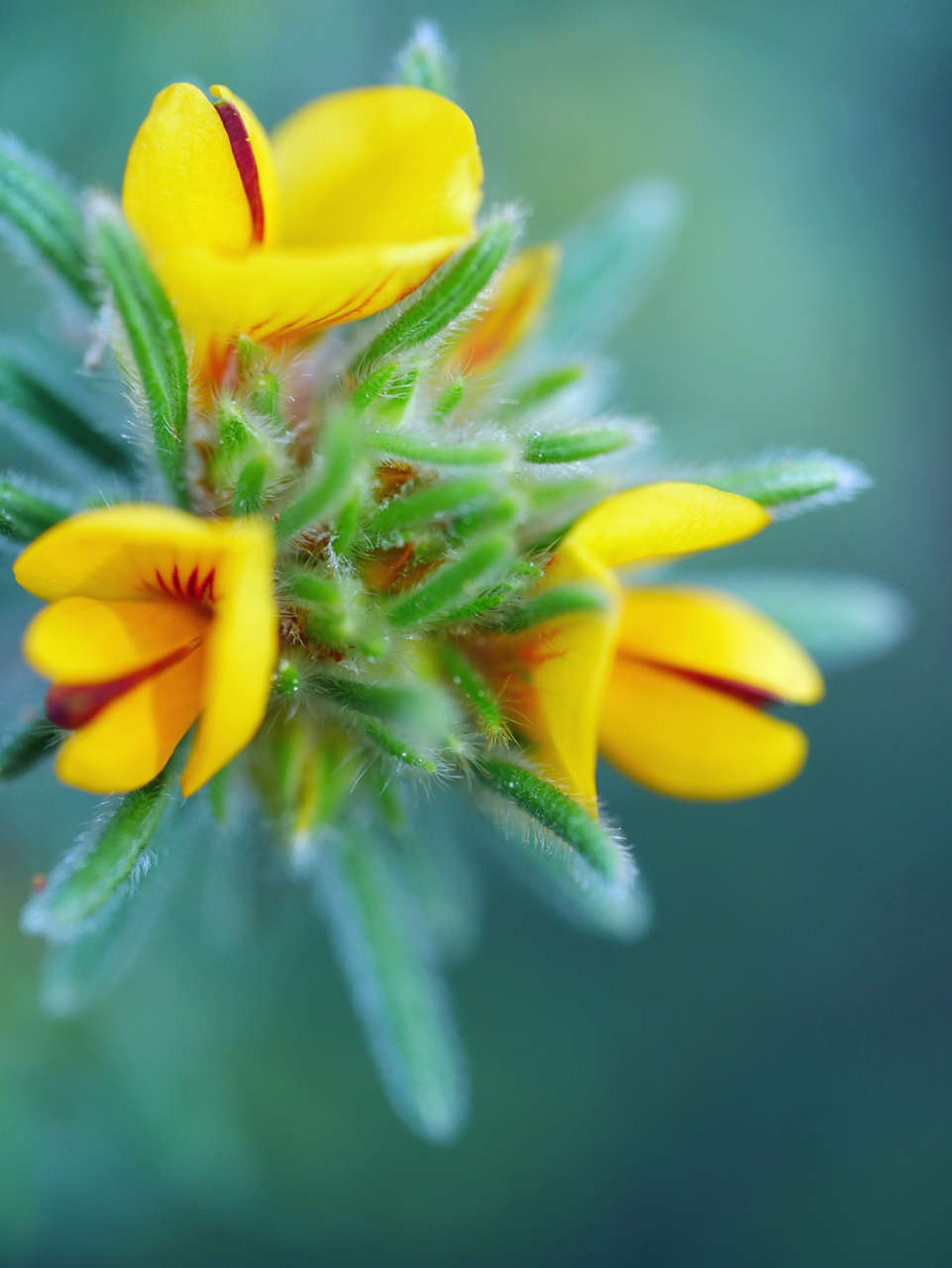 Image of Pultenaea daltonii H. B. Will.