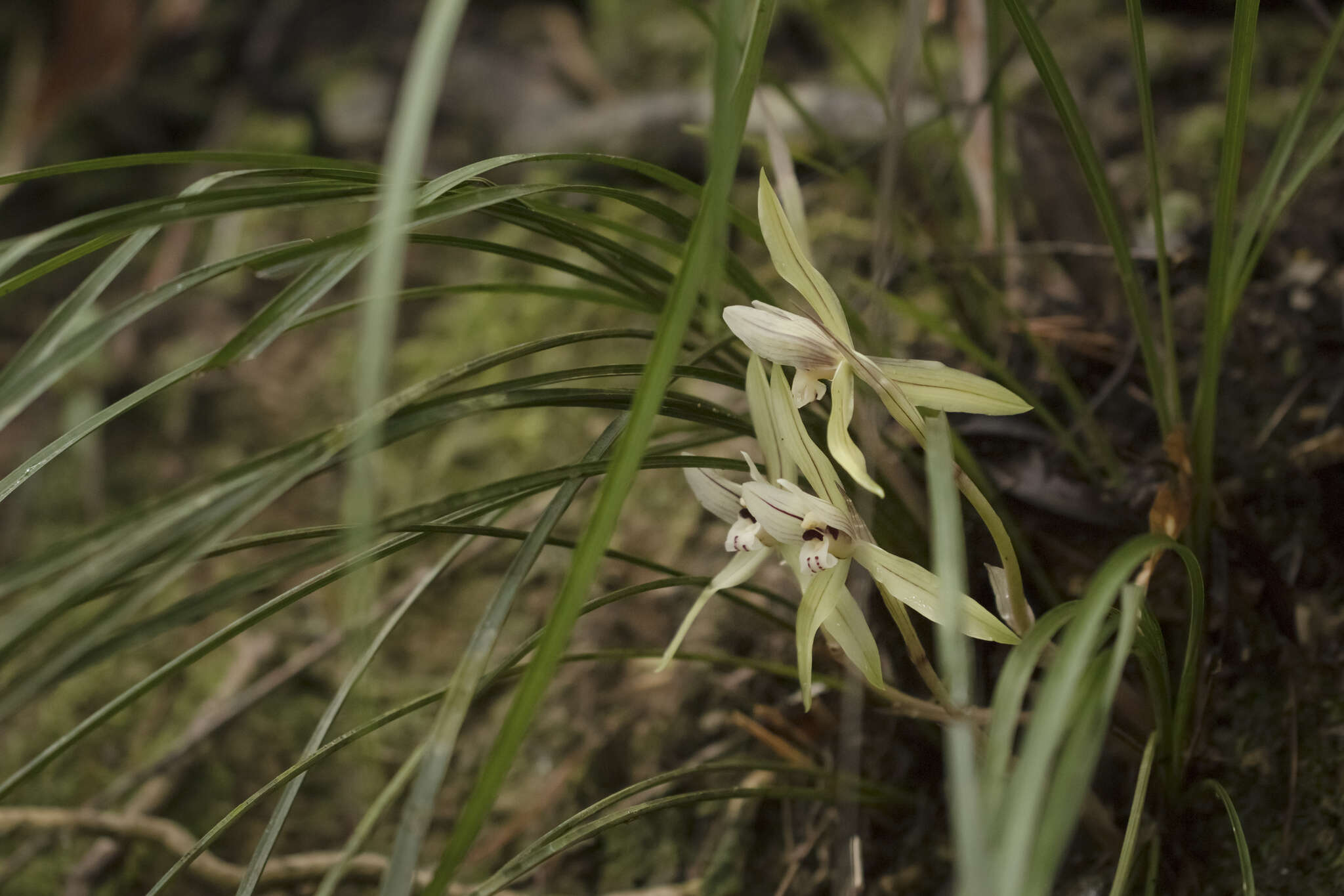 Image of Cymbidium serratum Schltr.