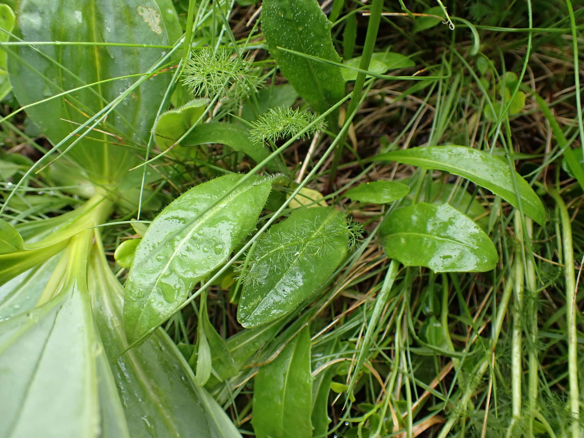 Image of Scorzoneroides helvetica (Merat) J. Holub