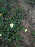 صورة Thunbergia capensis Rets.