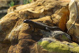 Image of Van Dam's Girdled Lizard