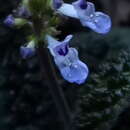 Image of Plectranthus humbertii Hedge