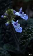 Слика од Plectranthus humbertii Hedge