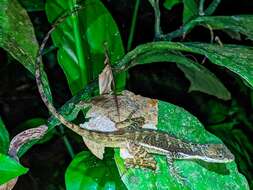 Image of Anolis oxylophus Cope 1875