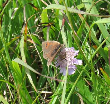 Image of Common Brassy Ringlet