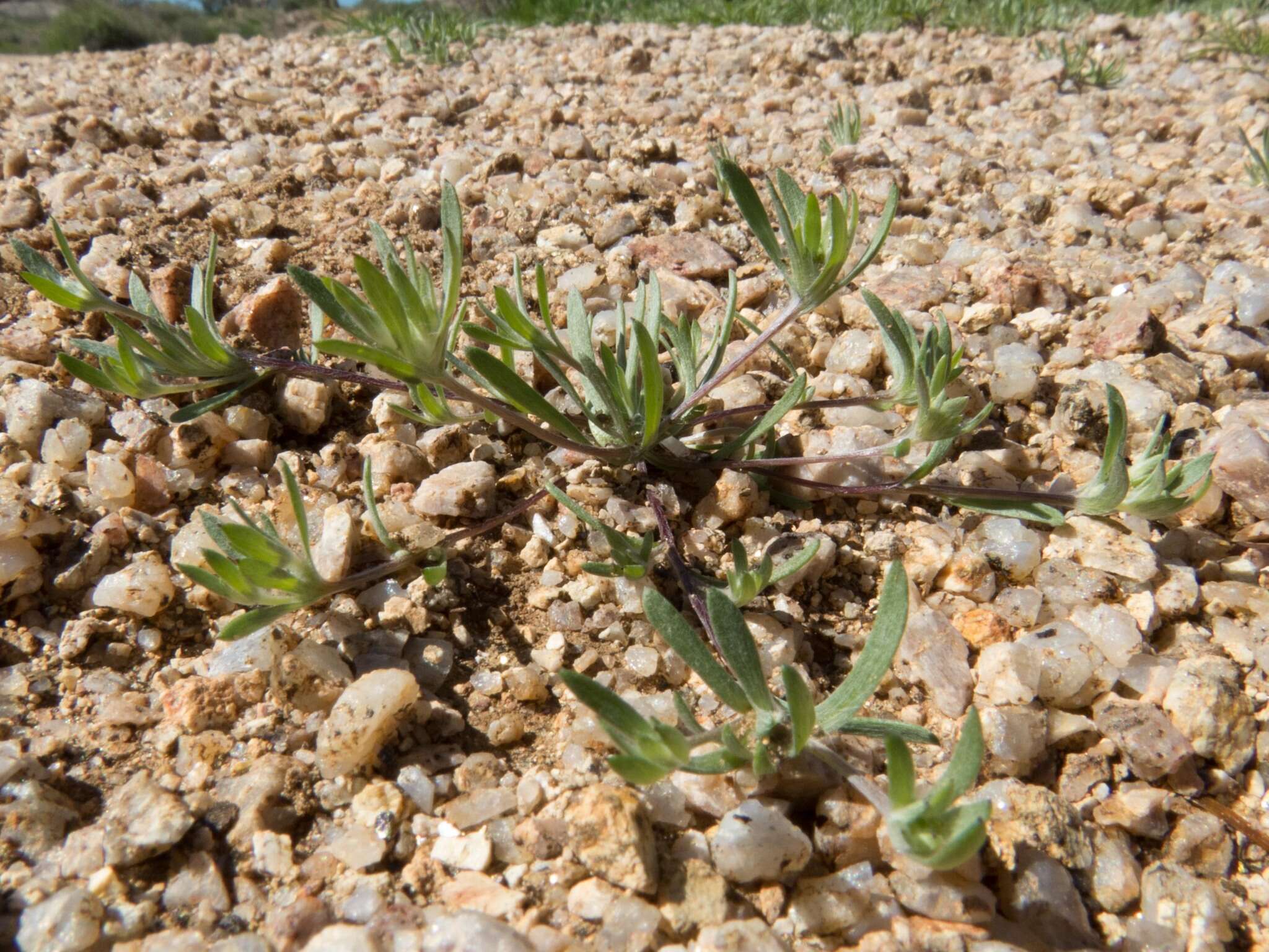 Logfia arizonica (A. Gray) J. Holub resmi