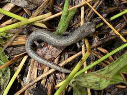 Image of Inyo Mountains Salamander