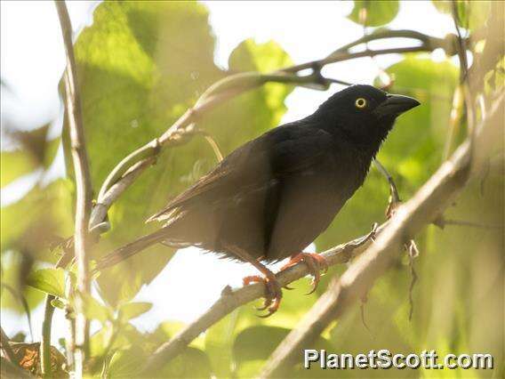 Image of Vieillot's Weaver