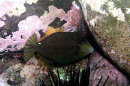 Image of Honeycomb Filefish