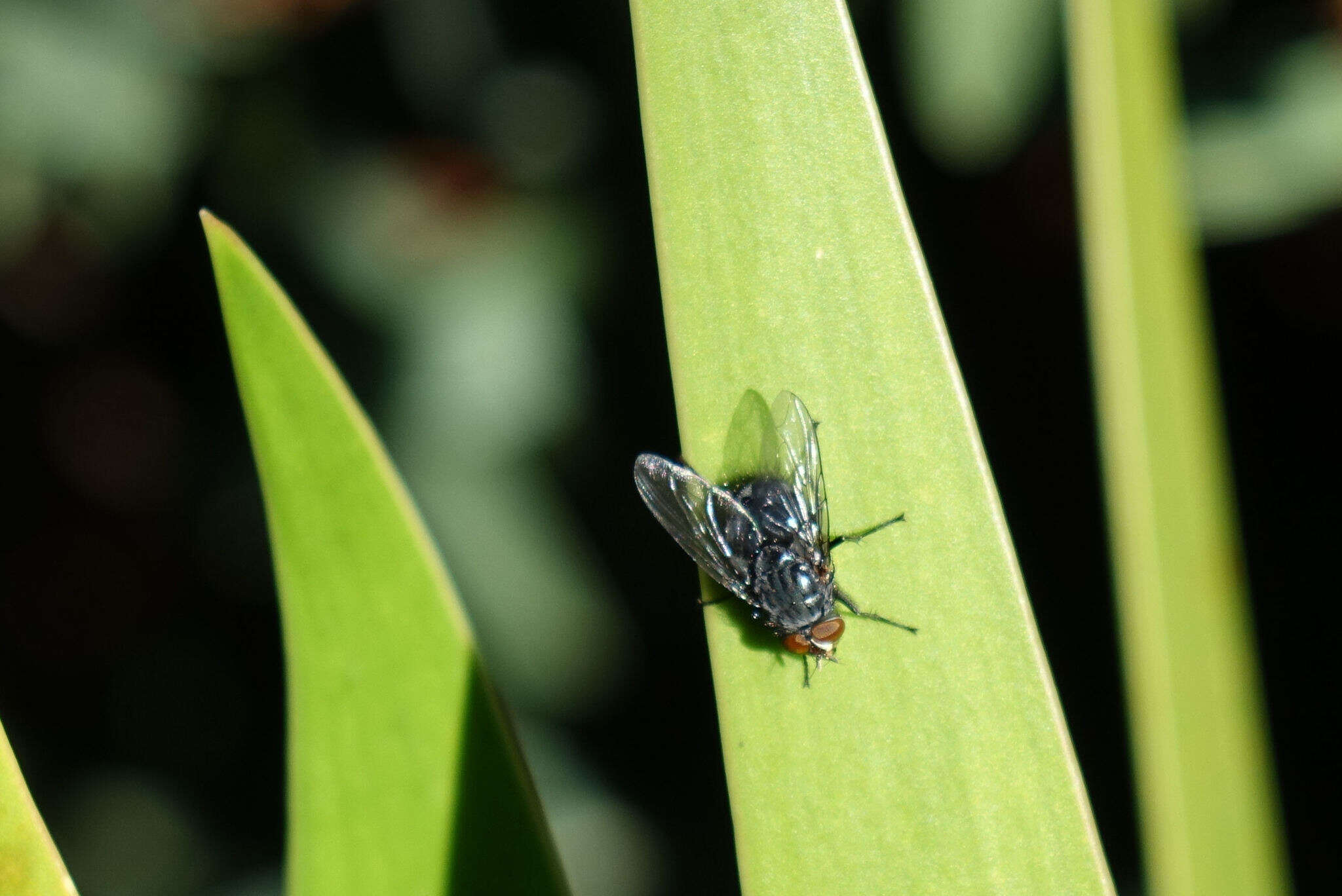 Imagem de Calliphora vicina Robineau-Desvoidy 1830