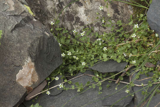 Слика од Arenaria rotundifolia M. Bieb.