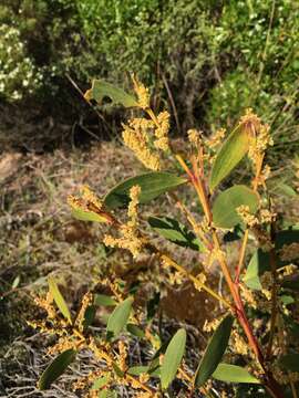 Imagem de Acacia longifolia subsp. sophorae (Labill.) Court