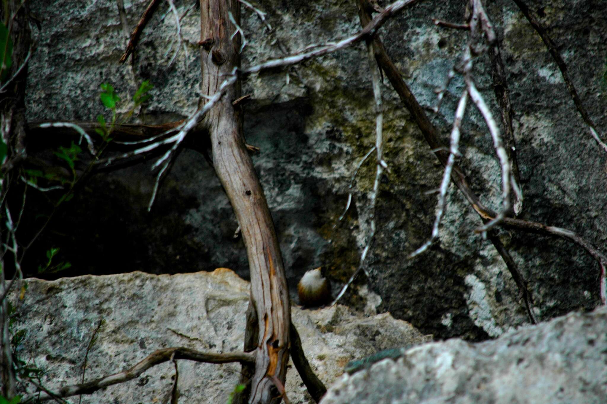 Image of Crevice Spiny Lizard