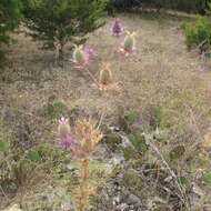 Image of Leavenworth's eryngo