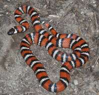 Image of California Mountain Kingsnake