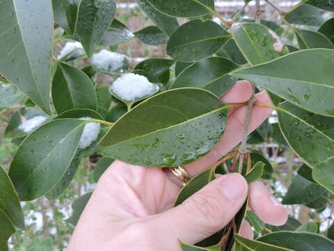 Image of glossy privet