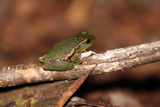 Ranoidea nudidigita (Copland 1963)的圖片