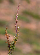 Imagem de Fouquieria burragei Rose