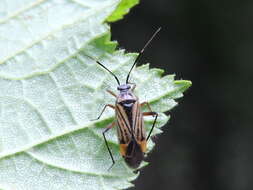 Horwathia lineolata (A. Costa 1862)的圖片