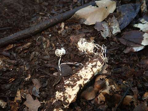 Image of Boninogaster phalloides Kobayasi 1937