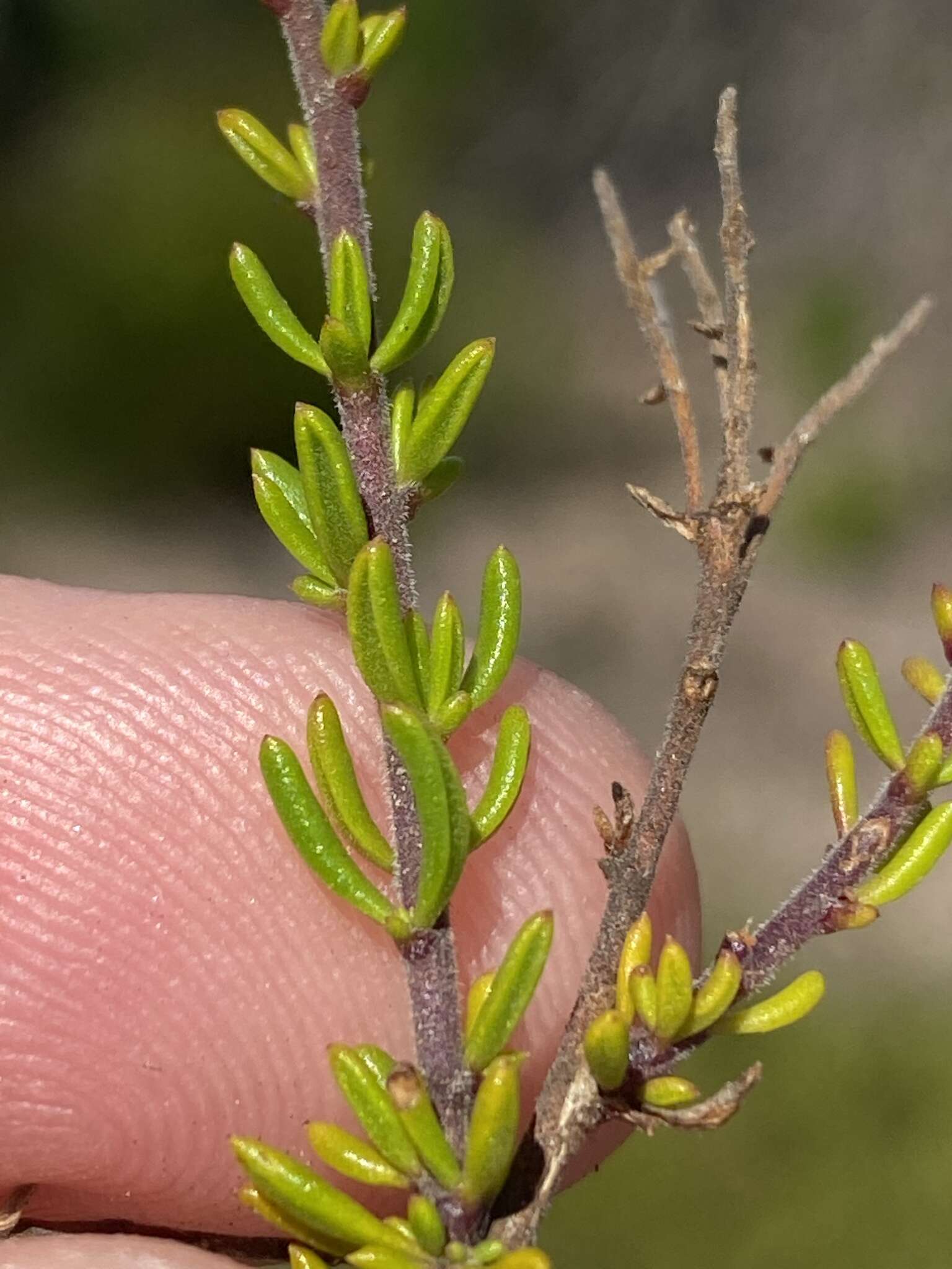 Image of Selago glomerata Thunb.