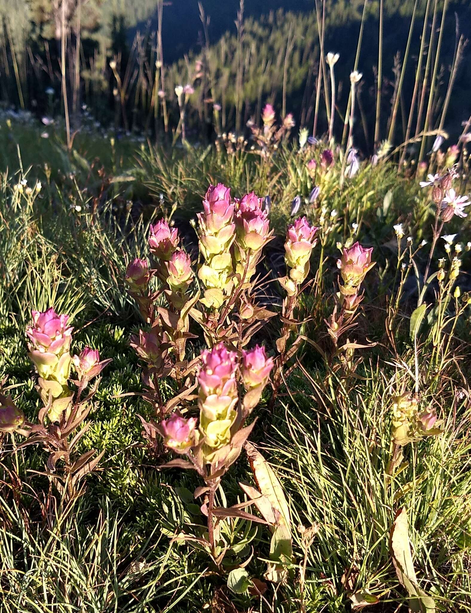 Image of mountain owl's-clover