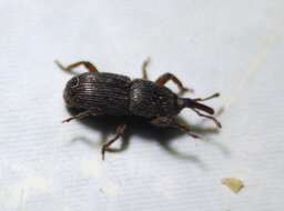 Image of Wheat weevil