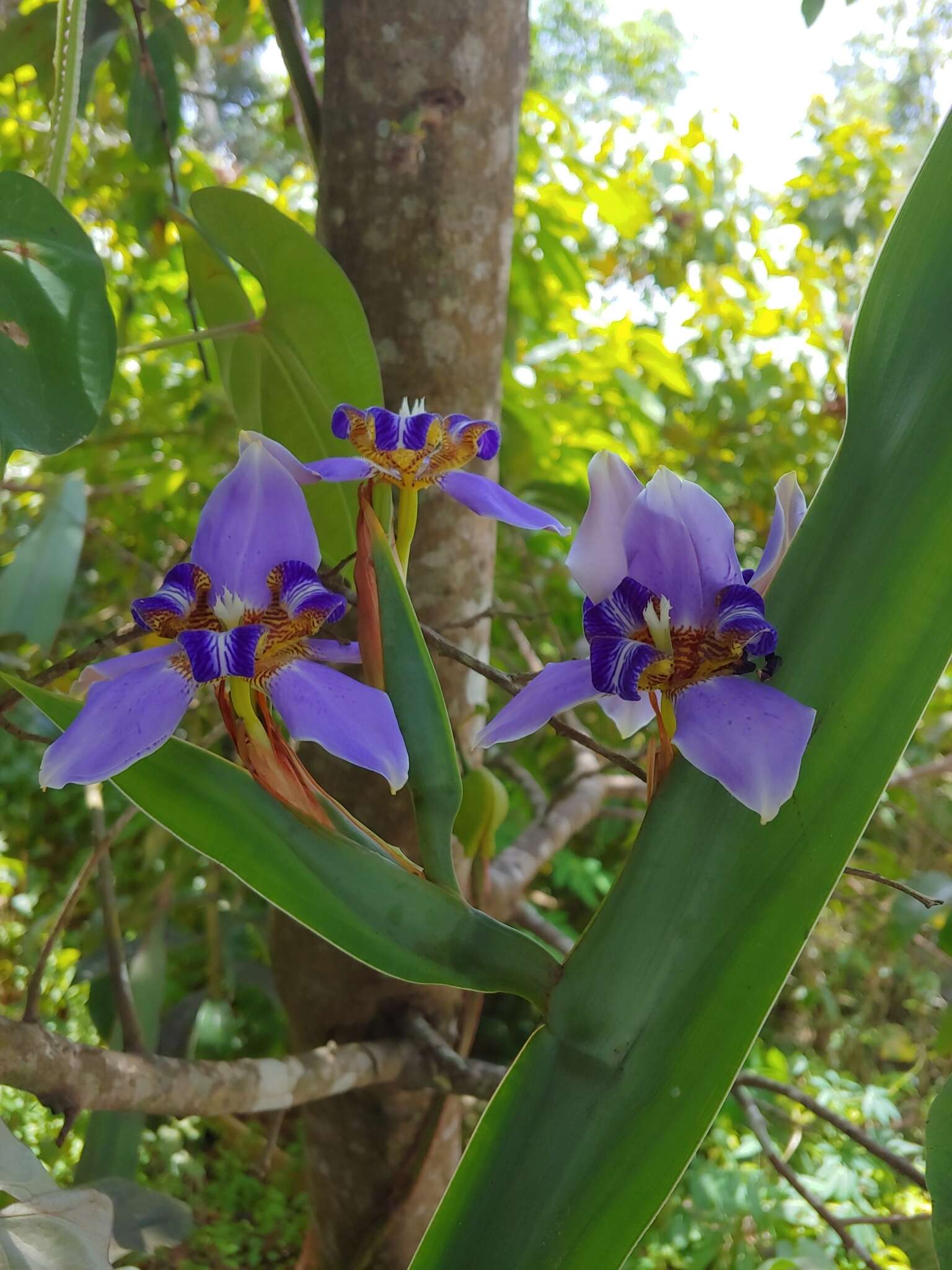 Image of Neomarica coerulea (G. Lodd.) Sprague