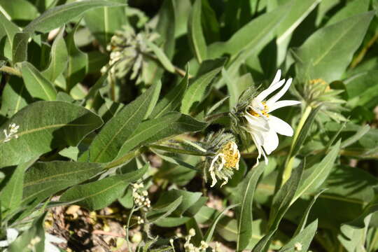 Image of White-Ray Mule's-Ears