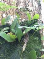 Image of lanceleaf tongue fern