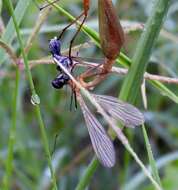 Image of Bittacus texanus Banks 1908