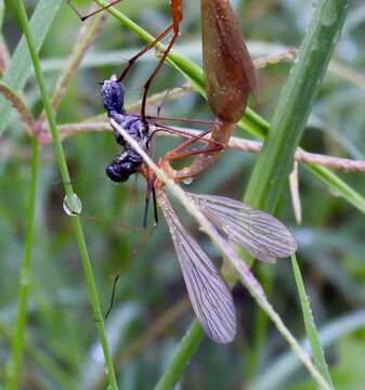 Image of Bittacus texanus Banks 1908