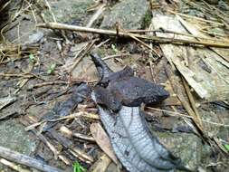 Image of Berdmore's Chorus Frog