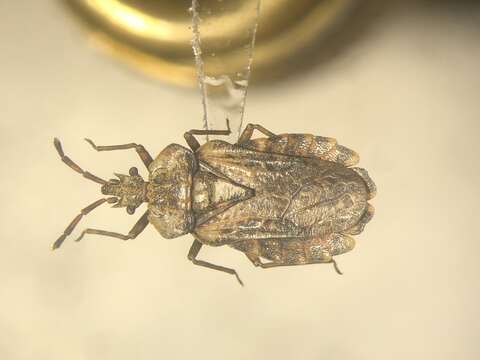 Image of Aradus (Aradus) aequalis Say 1832