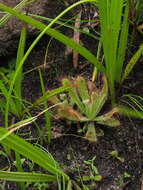 Imagem de <i>Drosera ericgreenii</i> A. Fleischm., R. P. Gibson & Rivadavia