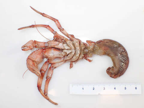 Image of downy hermit crab