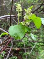 Image of Redstem Ceanothus