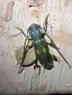 Image of Ash and Privet Borer