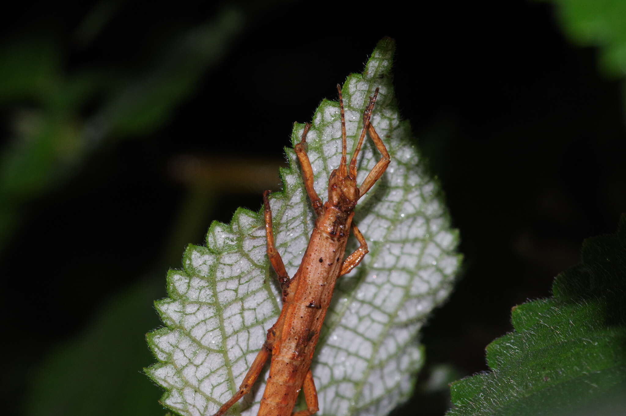 Image of Orestes japonicus (Ho & G. W. C. 2016)