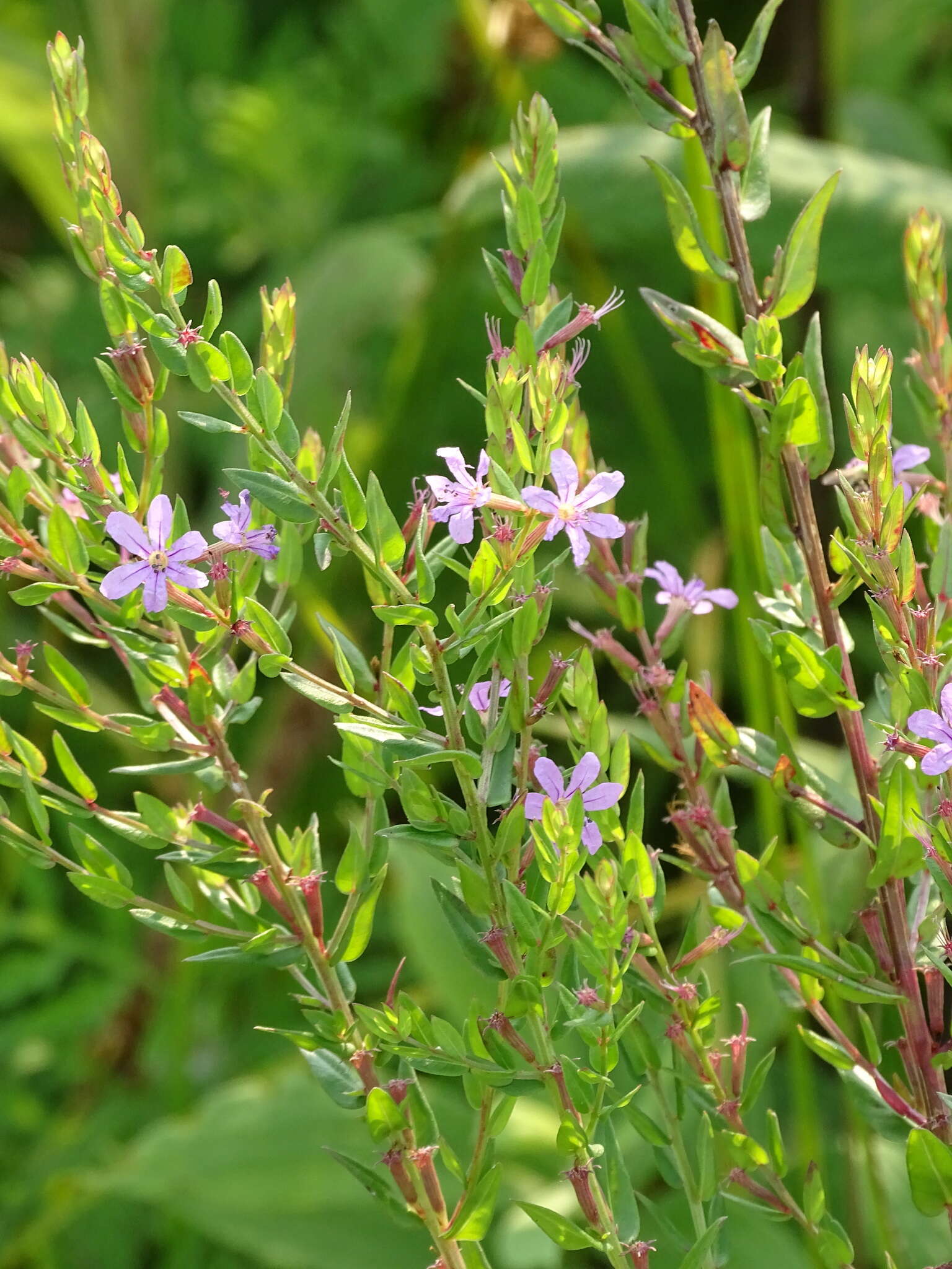 Image of winged lythrum