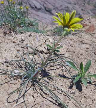 Image of Tragopogon pusillus M. Bieb.