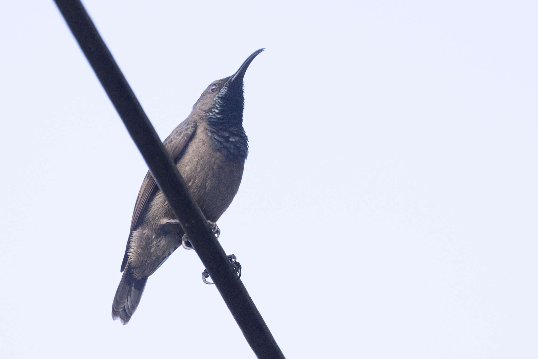 Image of Seychelles Sunbird