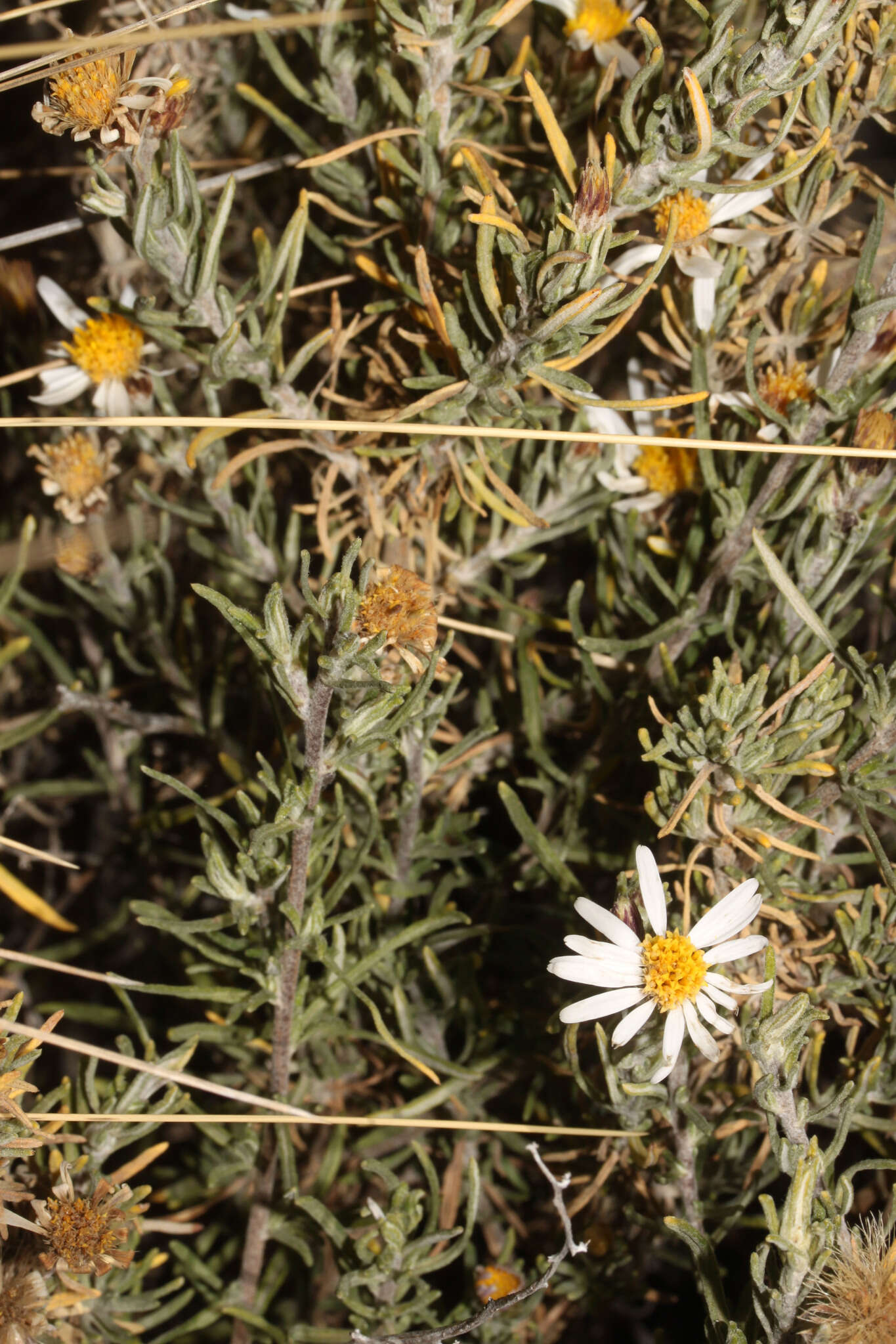 Image de Diplostephium meyenii (Sch. Bip.) Wedd.