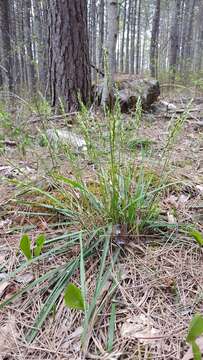 Image of roughleaf ricegrass