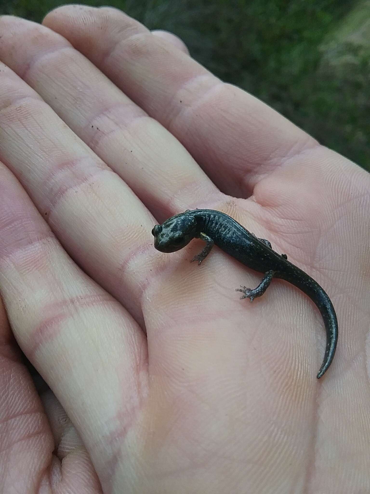 Image of Klamath Black Salamander