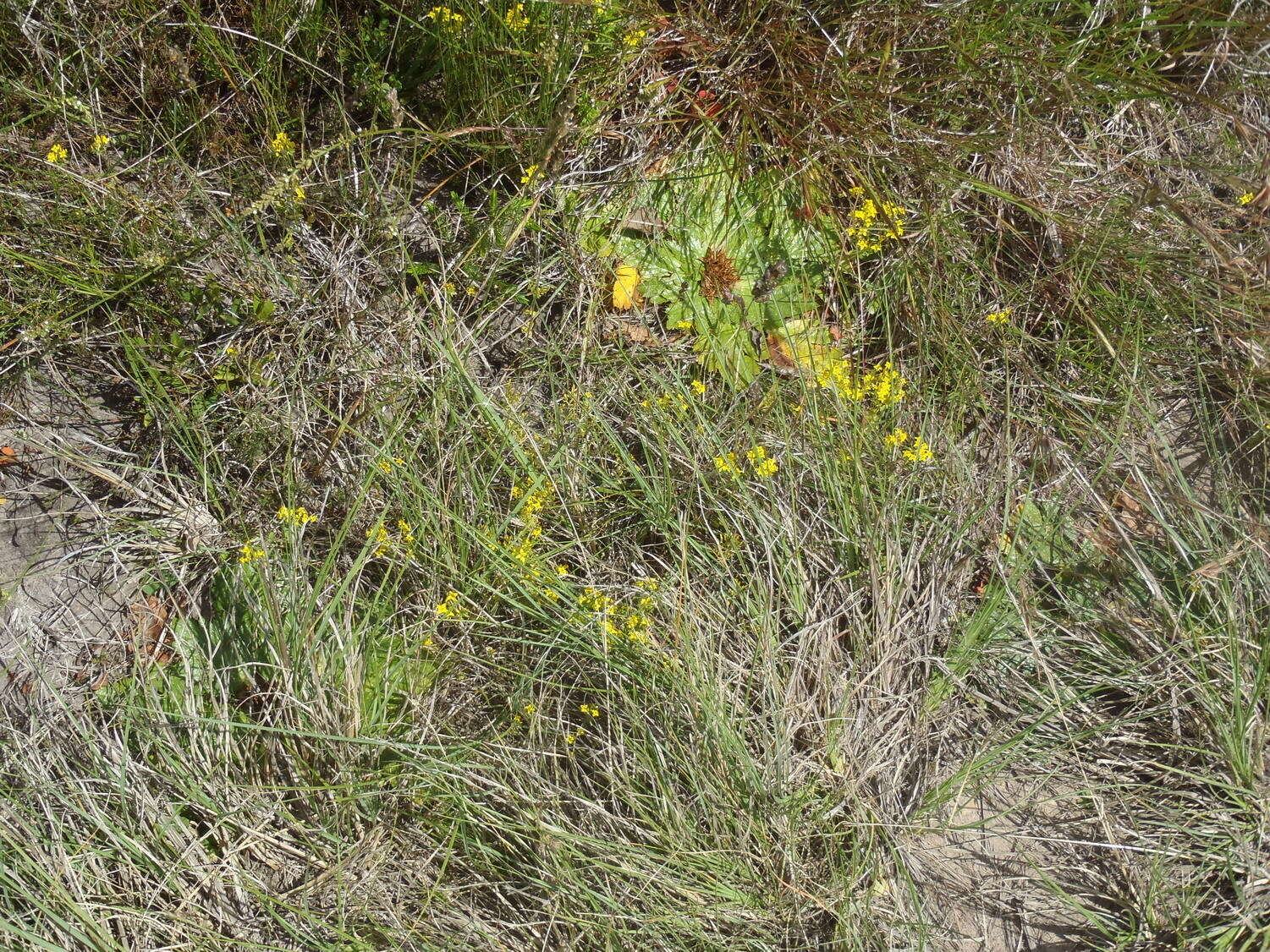 Image de Sebaea aurea (L. fil.) Sm.