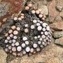 Image of Conophytum joubertii Lavis