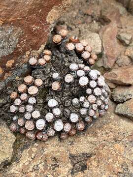 Image of Conophytum joubertii Lavis